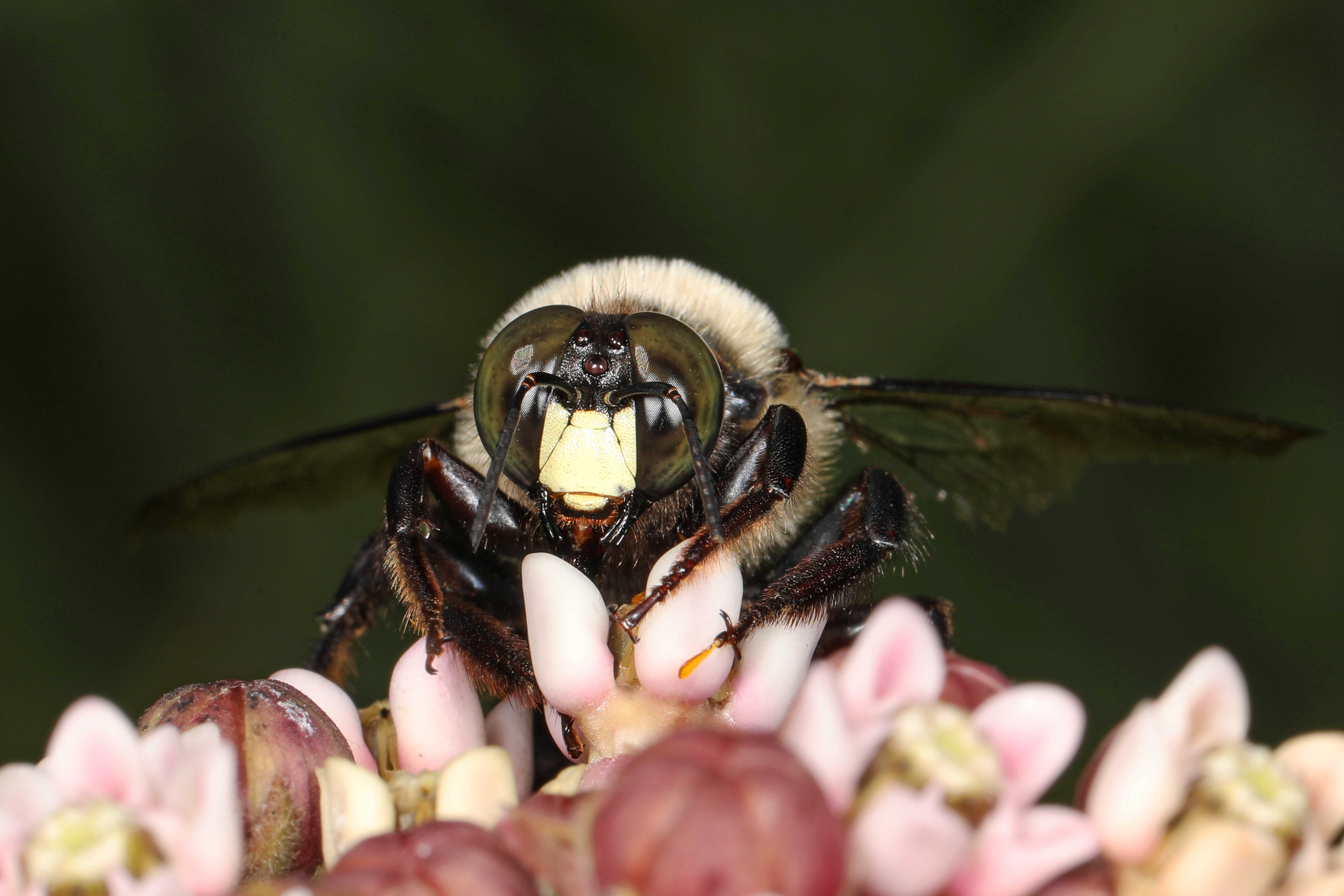 Eastern Carpenter Bee on a flower